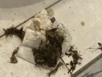 WhatsApp Image 2025-10-05 at 03.01.49_55bc004a